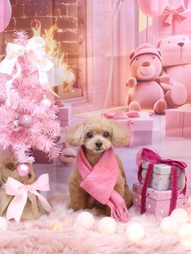 20241230マロンくん